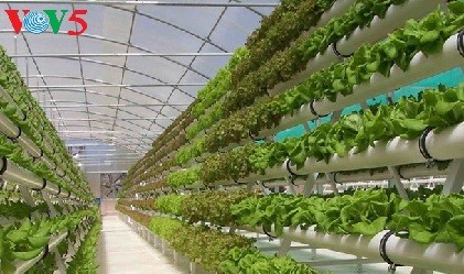 Tỉnh Hà Nam phát triển nông nghiệp công nghệ cao - ảnh 2